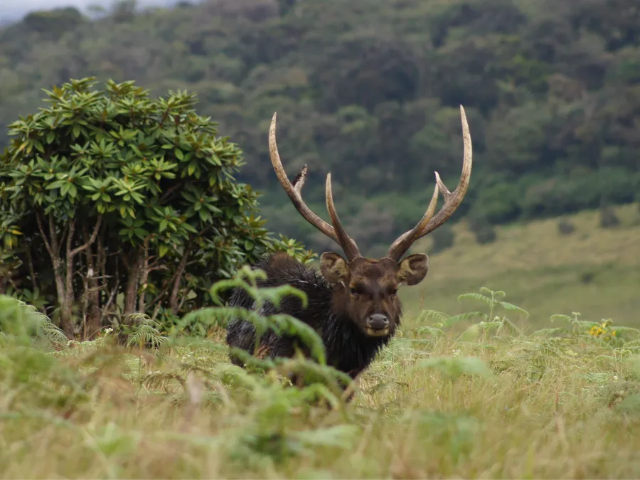 Horton Plains